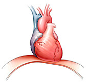 Heart and diaphragm, illustration