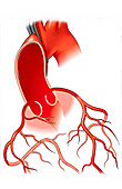 Heart anatomy with ribs, illustration
