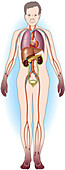 Peripheral vascular disease neuropathy, illustration