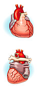 Anterior and posterior heart, illustration