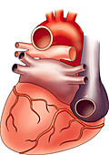 Posterior view of heart, illustration