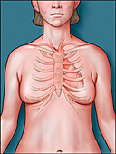 Heart anatomy with ribs, illustration