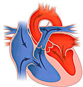 Heart in diastole, illustration