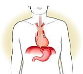 Heart and sternum, illustration