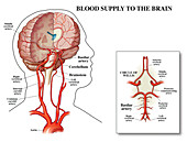Blood supply to the brain, illustration