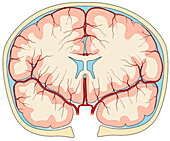 Coronal section of mid brain, illustration