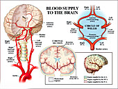 Blood supply to brain and watershed regions, illustration