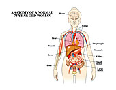 Anatomy of older woman, illustration