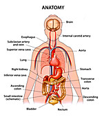 Anatomy, illustration