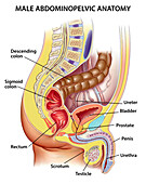 Male abdominopelvic anatomy, illustration