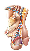 Male genitalia, illustration