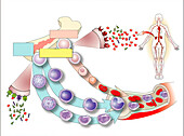 Blood cell development, illustration
