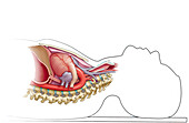 Anatomy in supine position, illustration