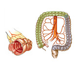 Blood supply to the colon, illustration