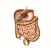Gastrointestinal system, illustration