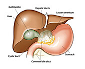 Upper abdominal anatomy, illustration