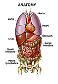 Anatomy of the trunk, illustration