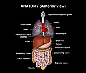 Anatomy, anterior, illustration