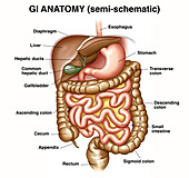 Gastrointestinal system, illustration