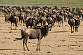 Herd of blue wildebeest
