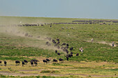 Plains zebras and wildebeest running