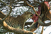 African leopard feeding on prey in tree