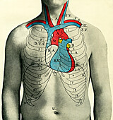 Circulation of the blood, illustration