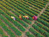 Aerial view of farmers collecting marigold flowers, Jessore, Bangladesh