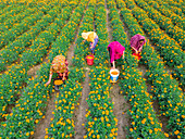 Farmers collecting marigold flowers, Jessore, Bangladesh