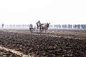 Bullock cart race, Jessore, Bangladesh