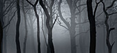 Beech trees (Fagus sp.) in mist