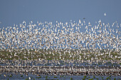 Flock of knot