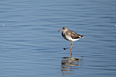 Common redshank in water