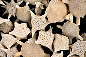 Marine protozoan shells, macrophotograph