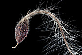 Clematis (clematis sp.) seeds, macrophotograph