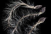 Clematis (clematis sp.) seeds, macrophotograph