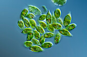 Algae, light micrograph
