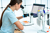 Scientist examining well plate with microscope