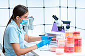 Scientist incubating petri dish