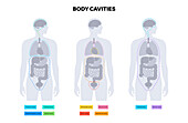 Body cavities, illustration