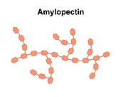 Amylopectin sugar molecule, illustration