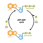 ATP-ADP cycle, illustration