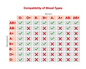 ABO blood type compatibility, illustration