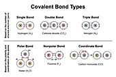 Covalent bond types, illustration