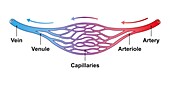 Blood vessel structure, illustration