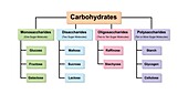 Carbohydrate types, illustration