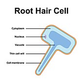 Root hair cell, illustration