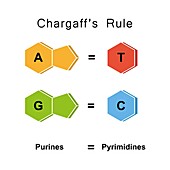 Chargaff's rule, illustration