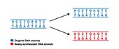 Conservative replication of DNA, illustration.