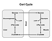 Cori cycle, illustration